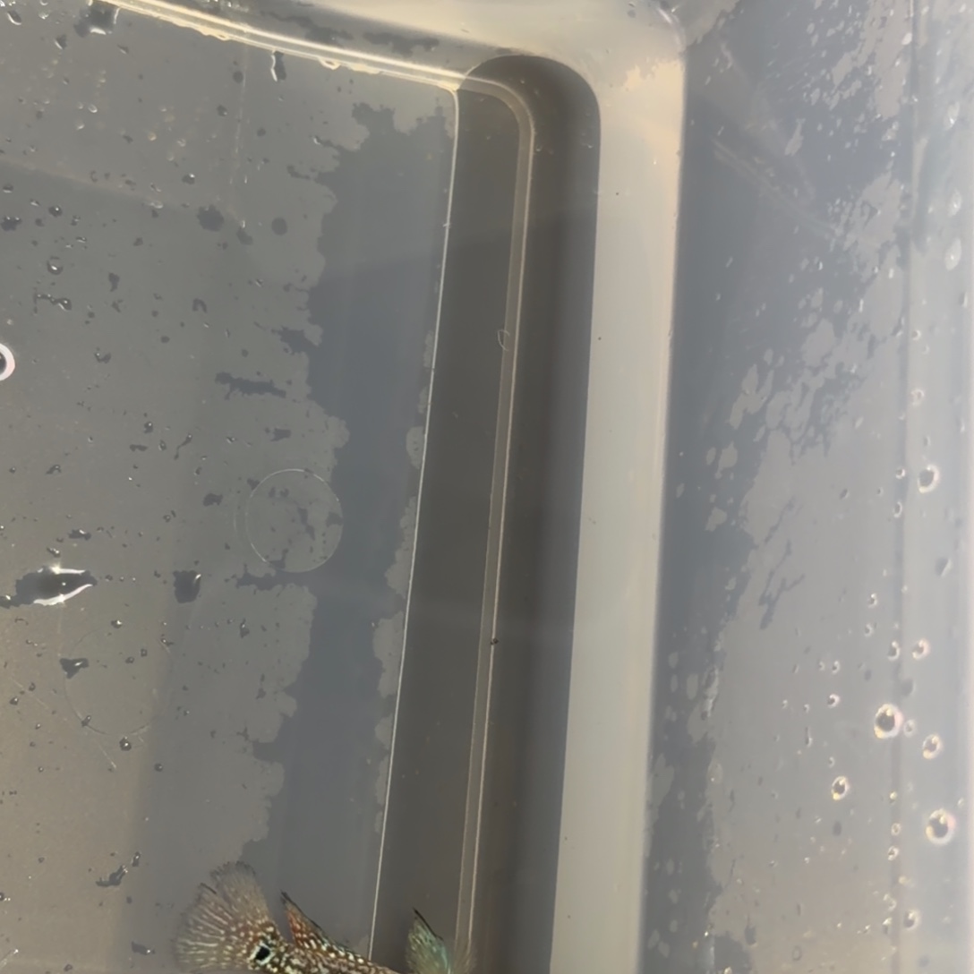 罗汉鱼马来西亚花罗汉鱼