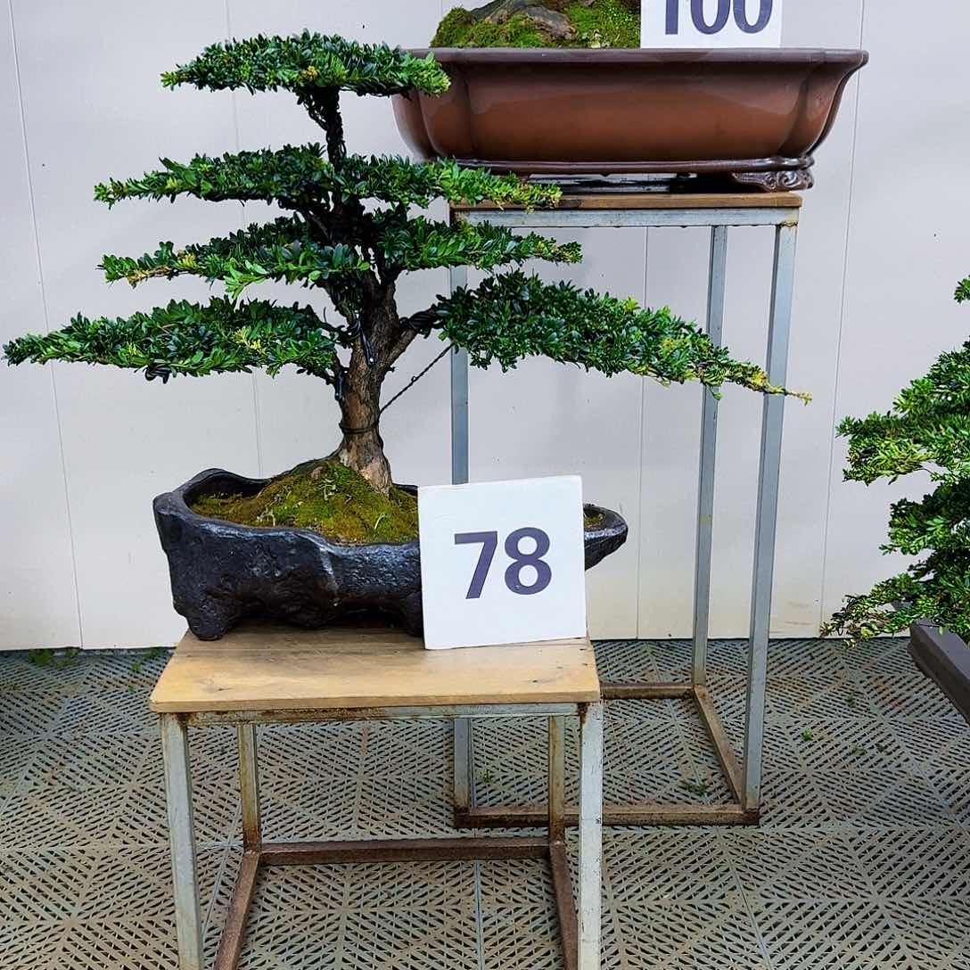 盆景珍珠红芽罗汉松