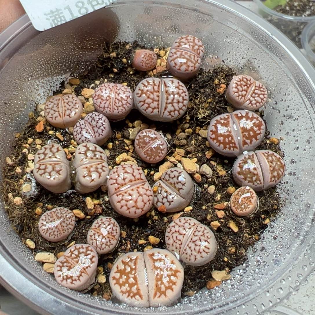 【闪购商品】 233。    