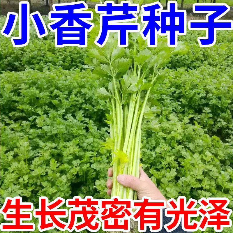 【全场满5包包邮】四季小香芹香味浓郁实心芹菜籽四季蔬菜苗秧