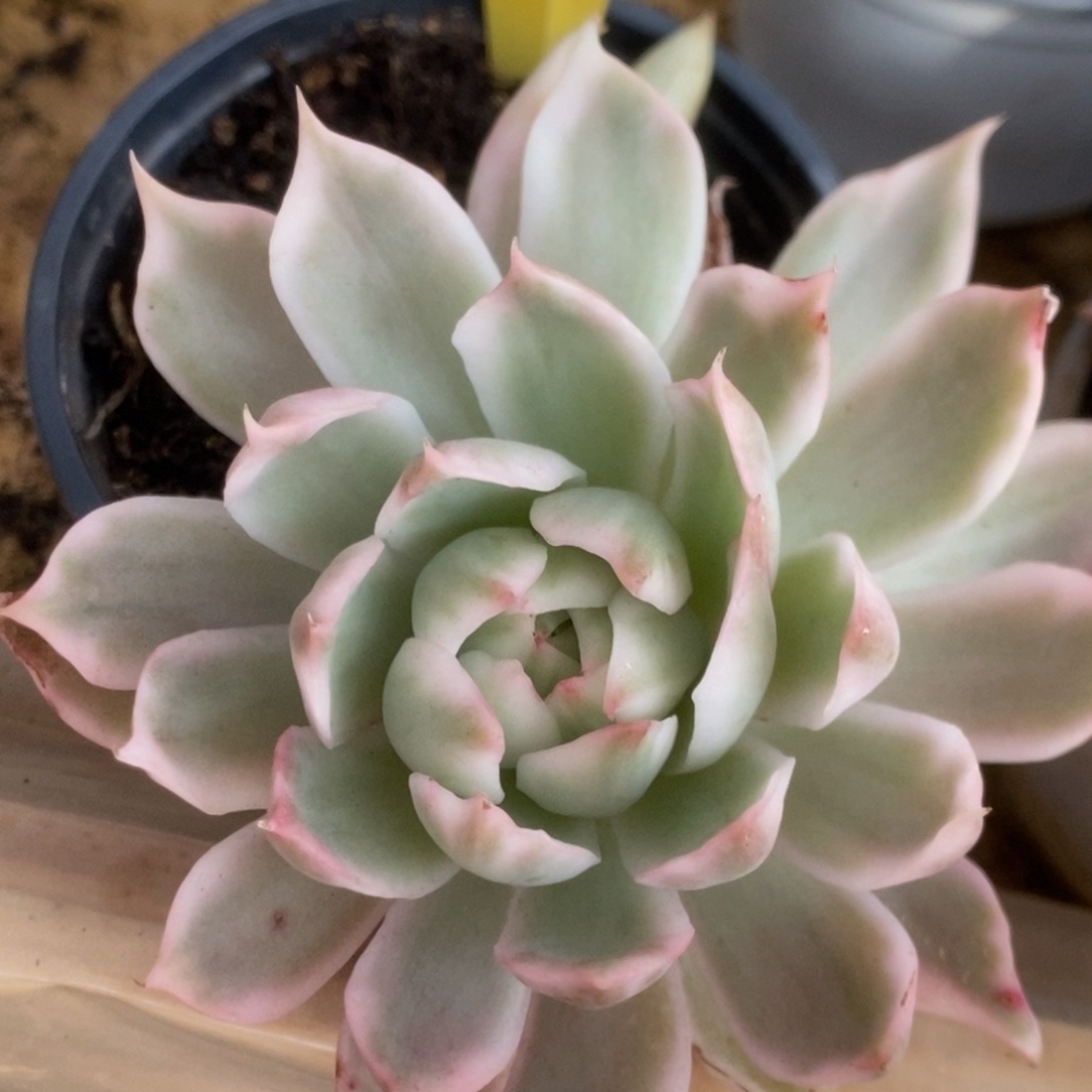 707白瓷宝莲灯锦锦锦锦锦锦