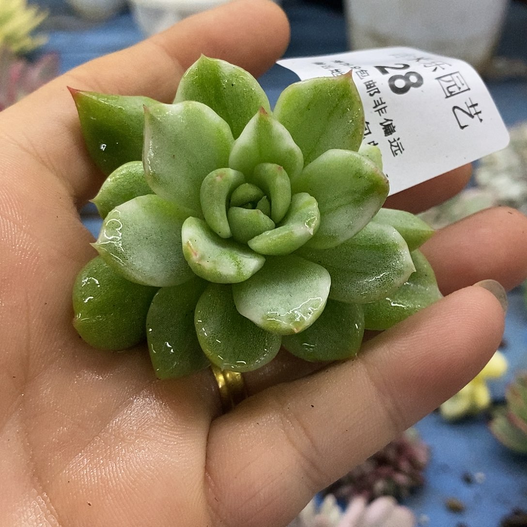 28麦秆大理石纹锦炸