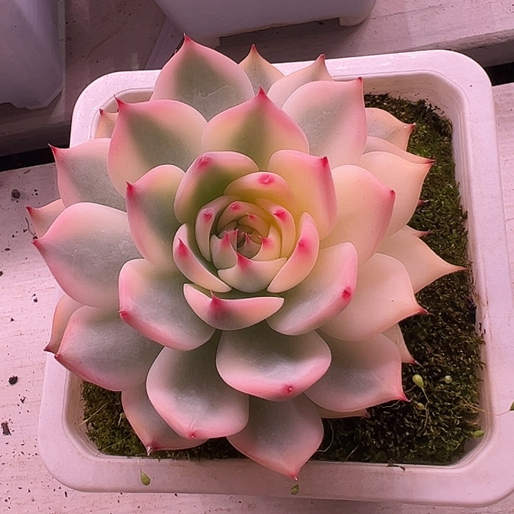 吉娃娃锦单头38包邮