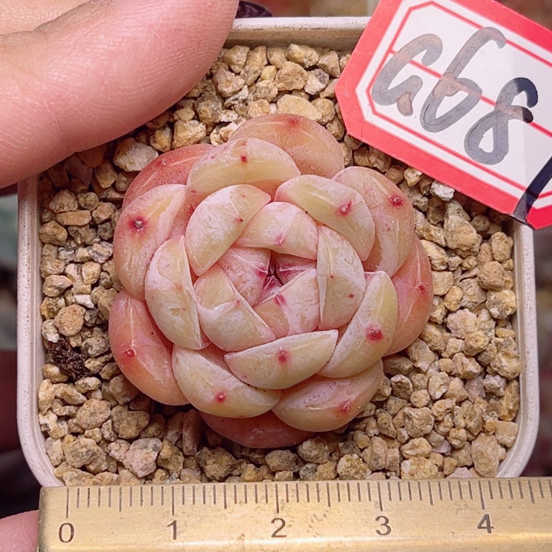 G687一物一拍 谷芬