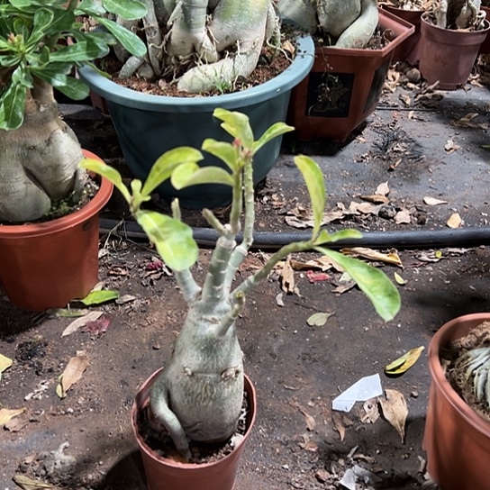 沙漠玫瑰变色龙3带盆