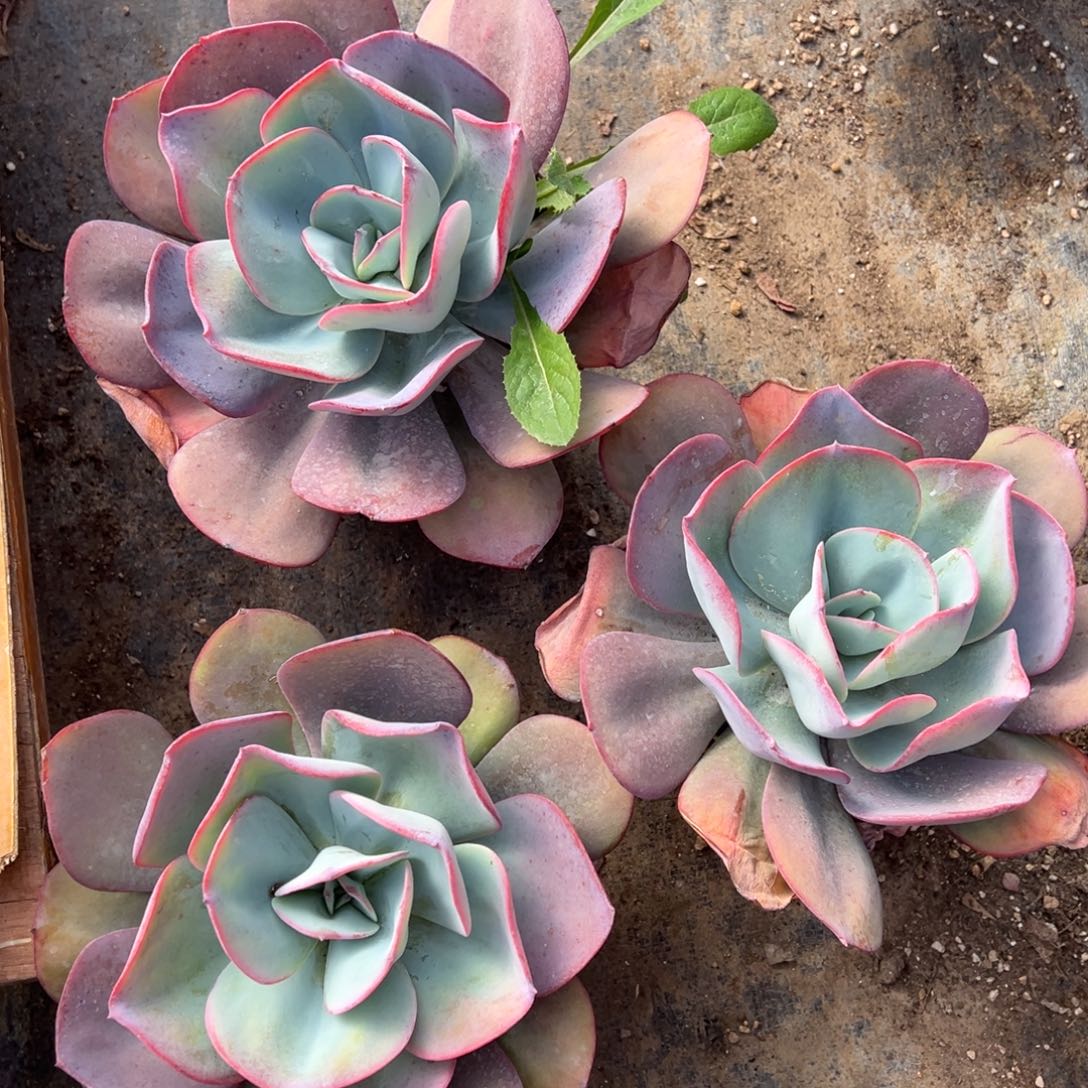 多肉植物，多肉植物