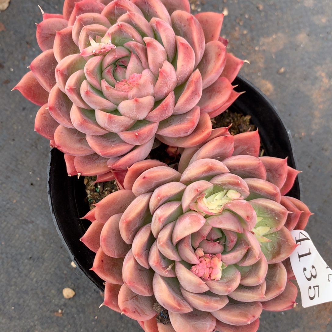 4135杂交多肉植物