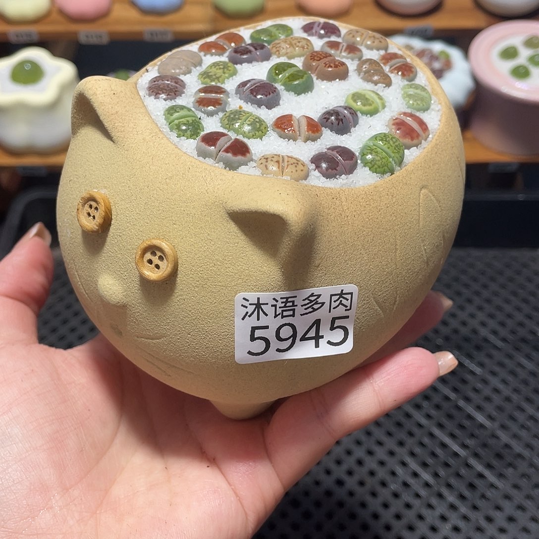 带盆土植物 一物一拍5945