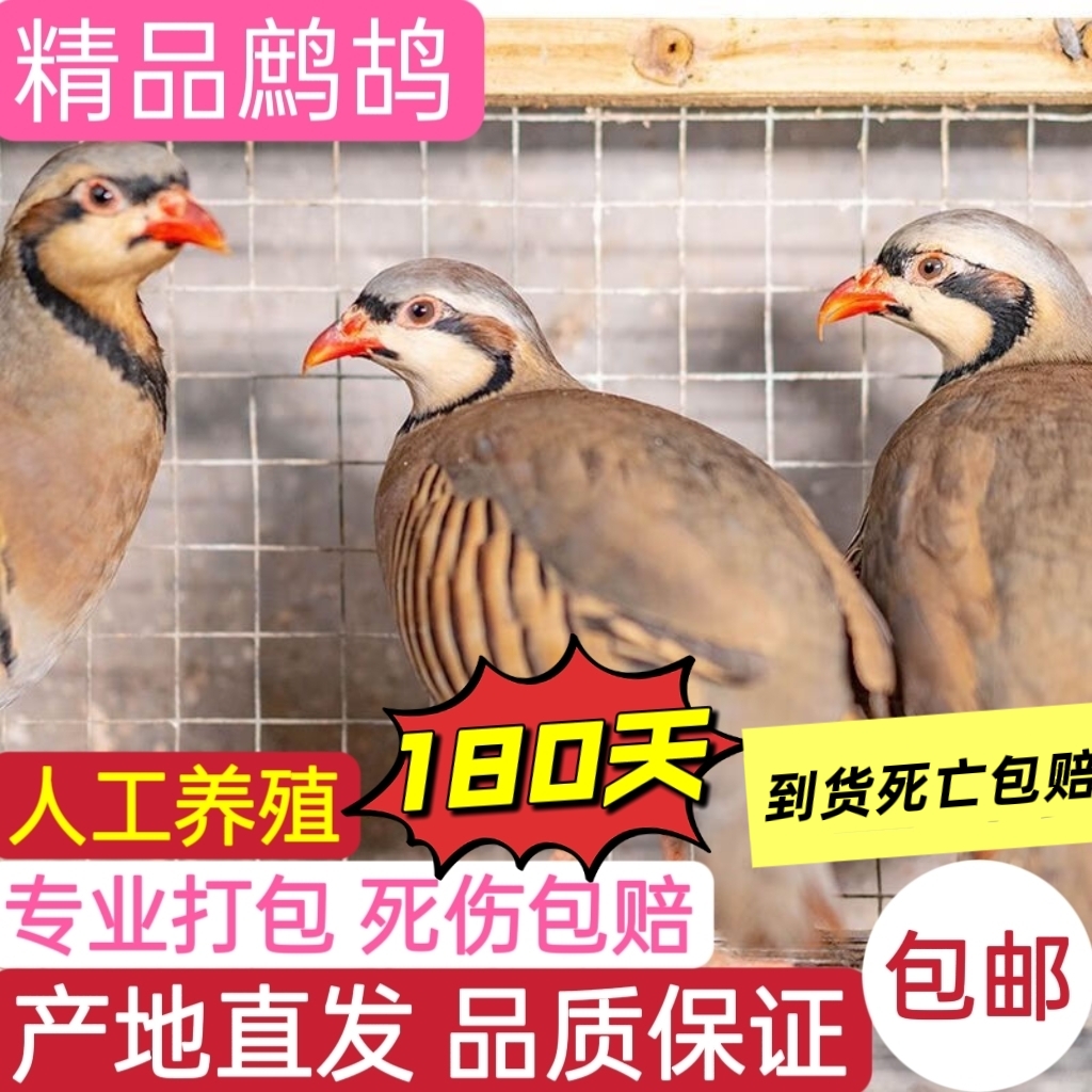 鹧鸪鸟 农家散养180天咕咕鸡 呱呱鸡 宠物鸟 包邮