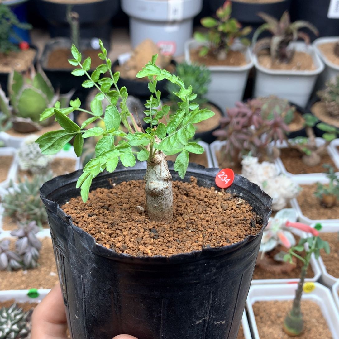 实生尼勒达乳香带盆多肉234