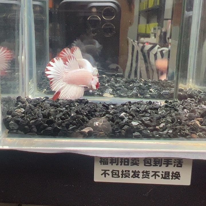 斗鱼跑单拉黑9日13