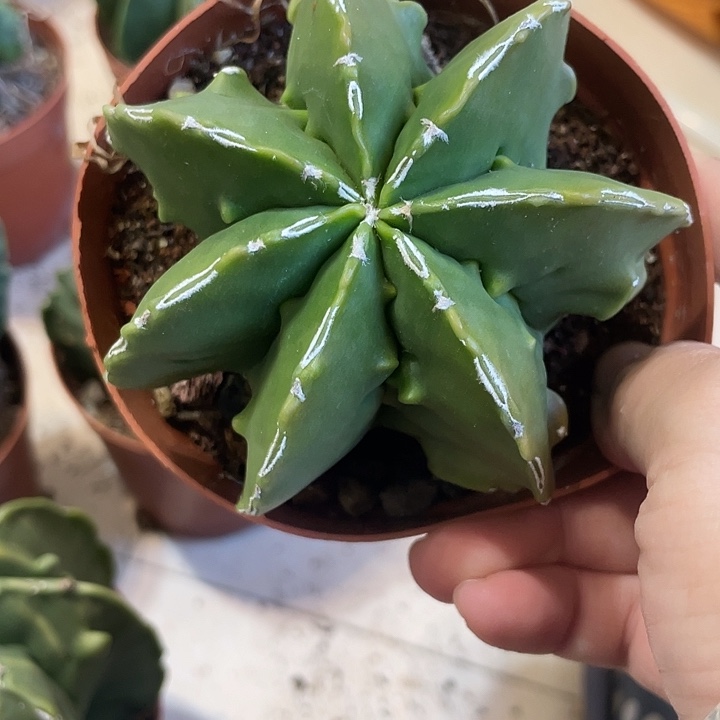 实生鸾凤玉仙人球一颗