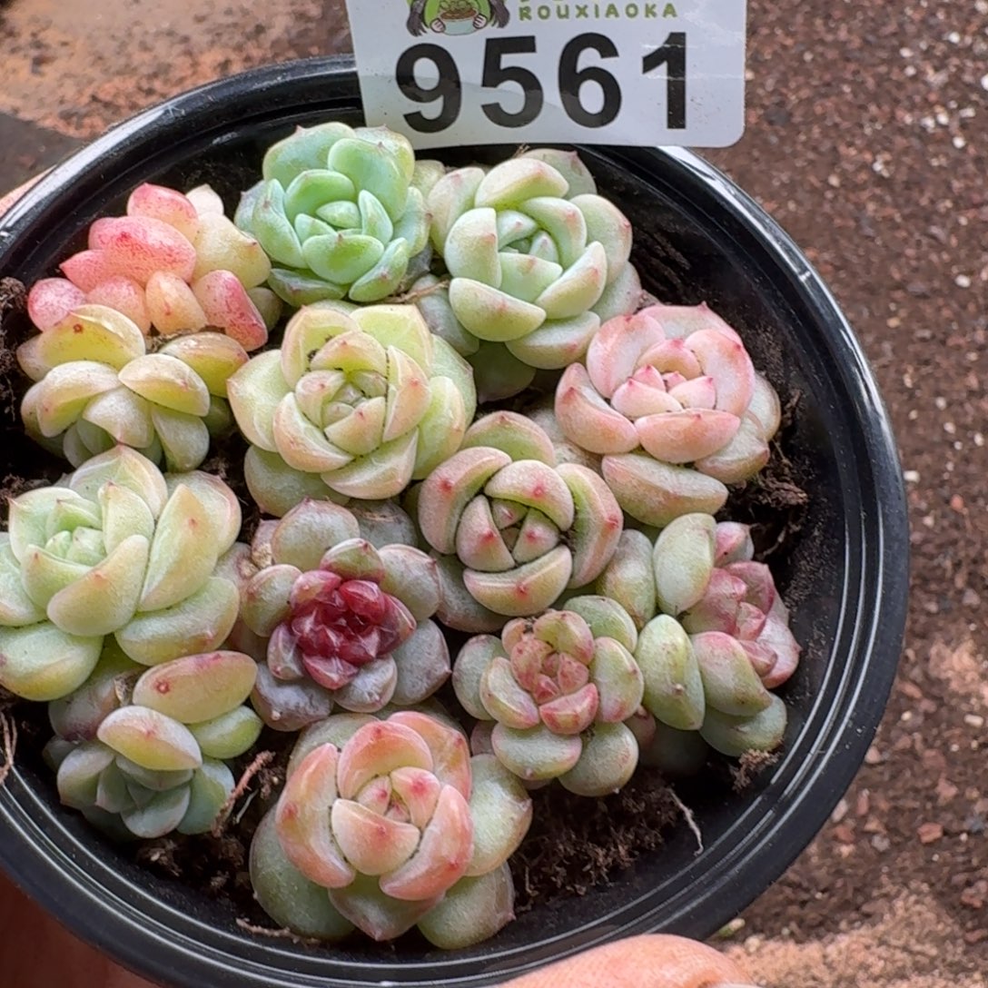 多肉植物多肉植物