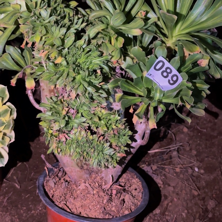 089夕颜多肉植物不售后中班