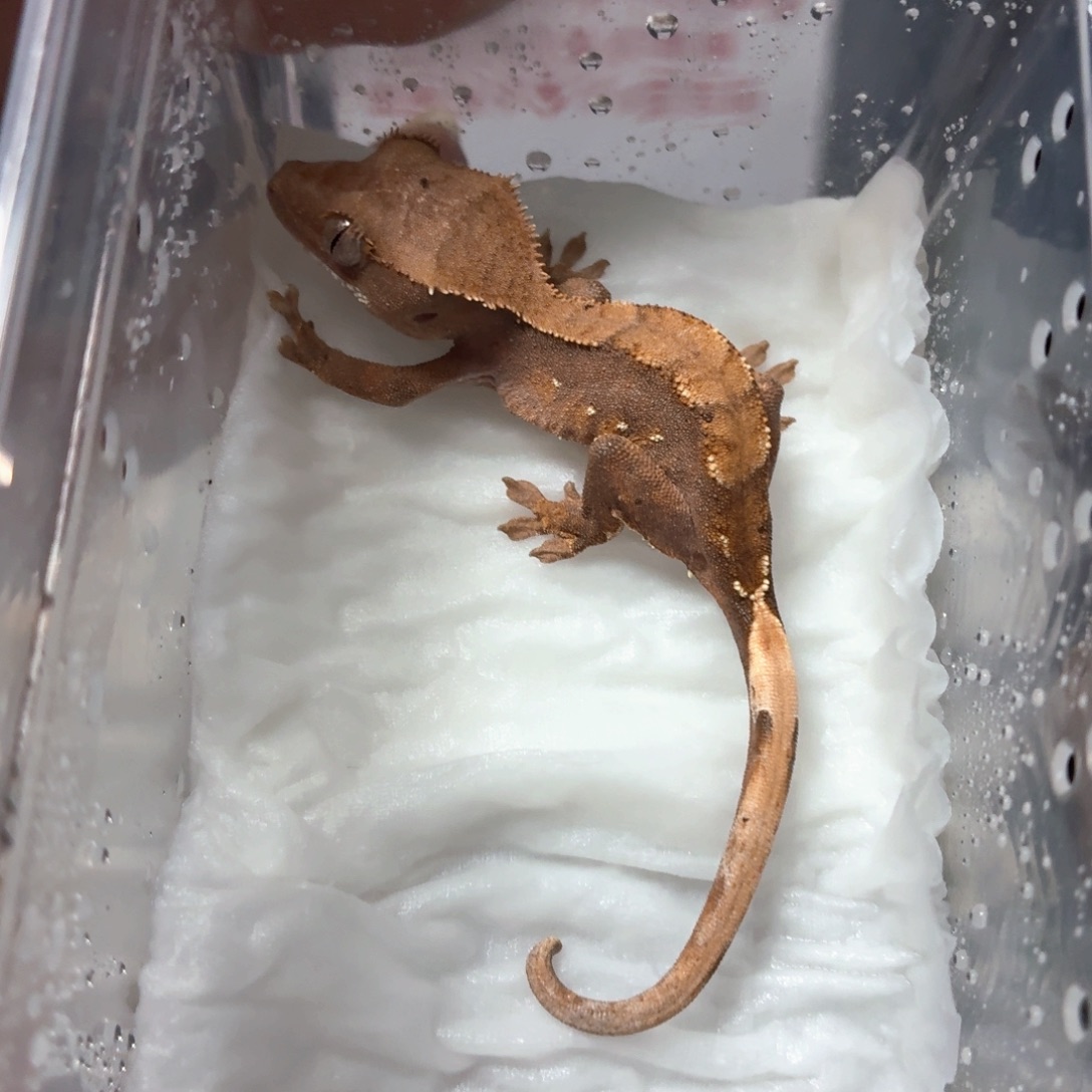 睫角守宫睫角守宫可爱入门