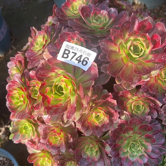 @****多肉植物一个