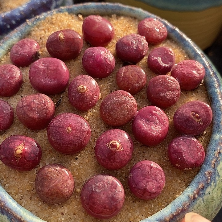 钻墨杂交一颗    发紫红色