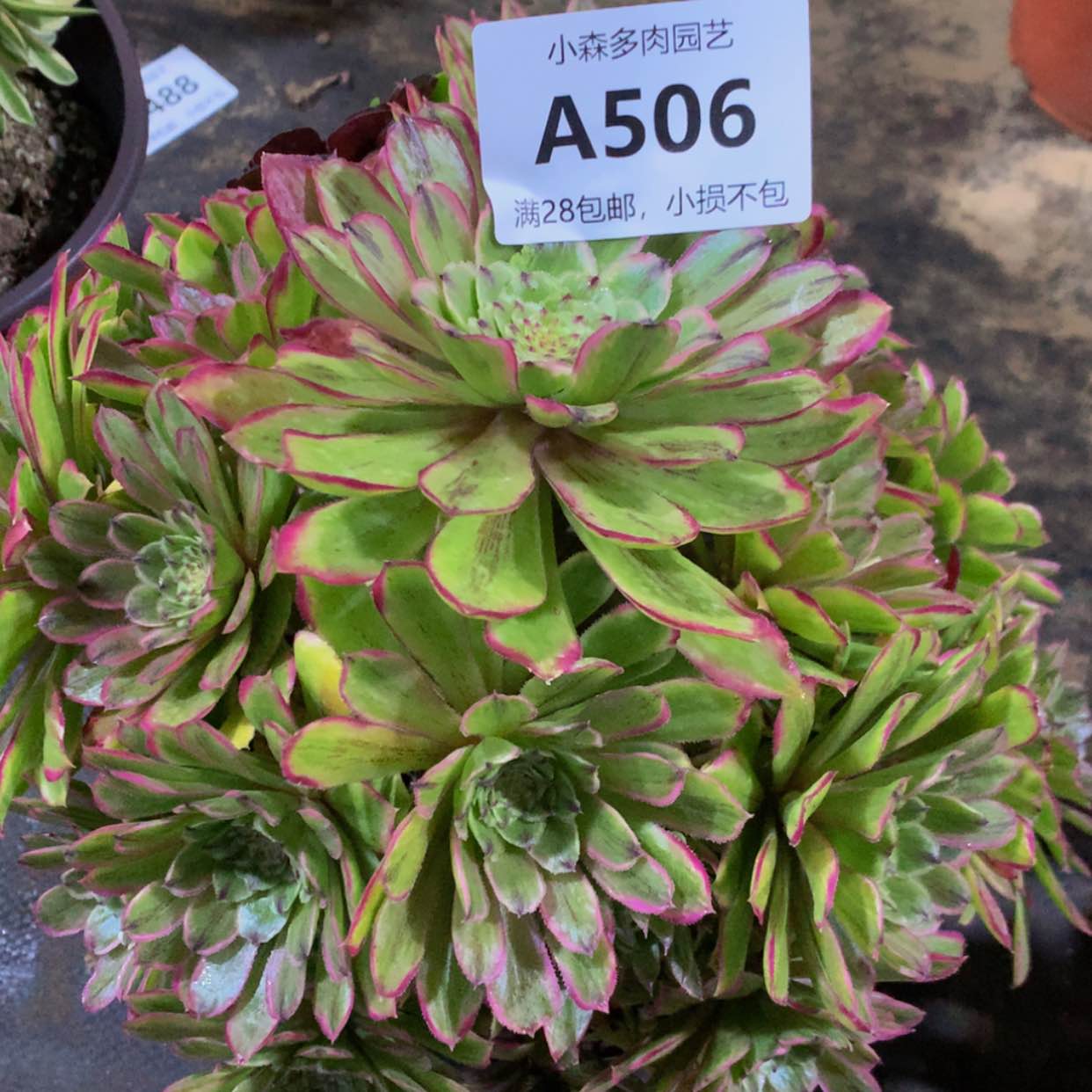 【闪购商品】506糖果多肉