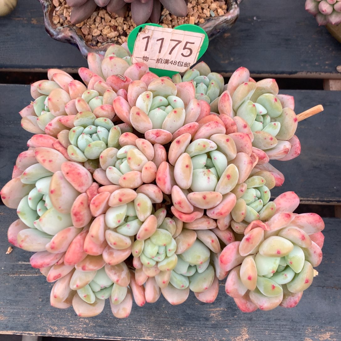 大叶望舒老桩平头1175