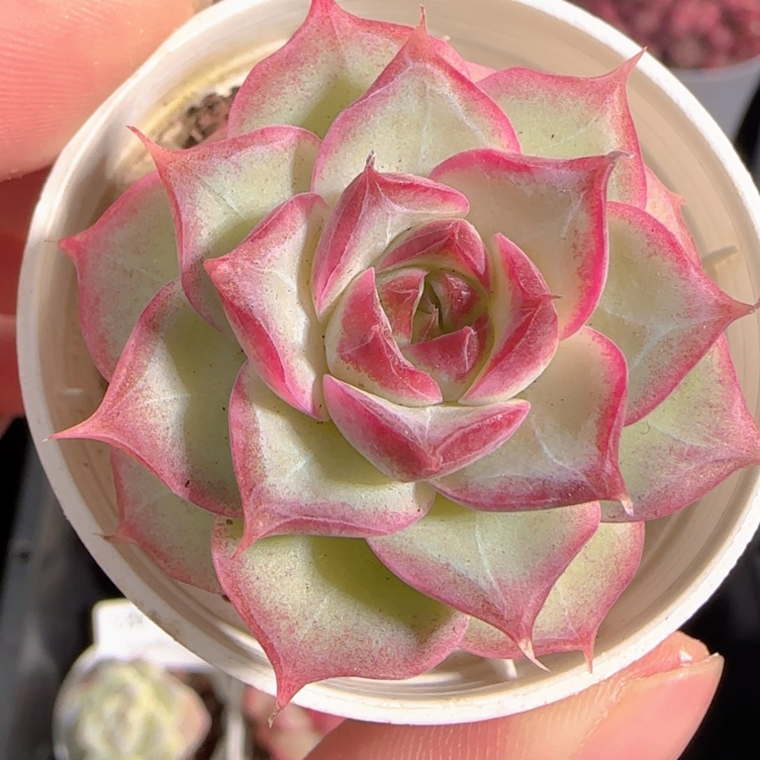 多肉1230-122女王玫瑰