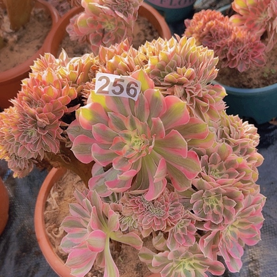 鹏***w多肉植物一个女郎