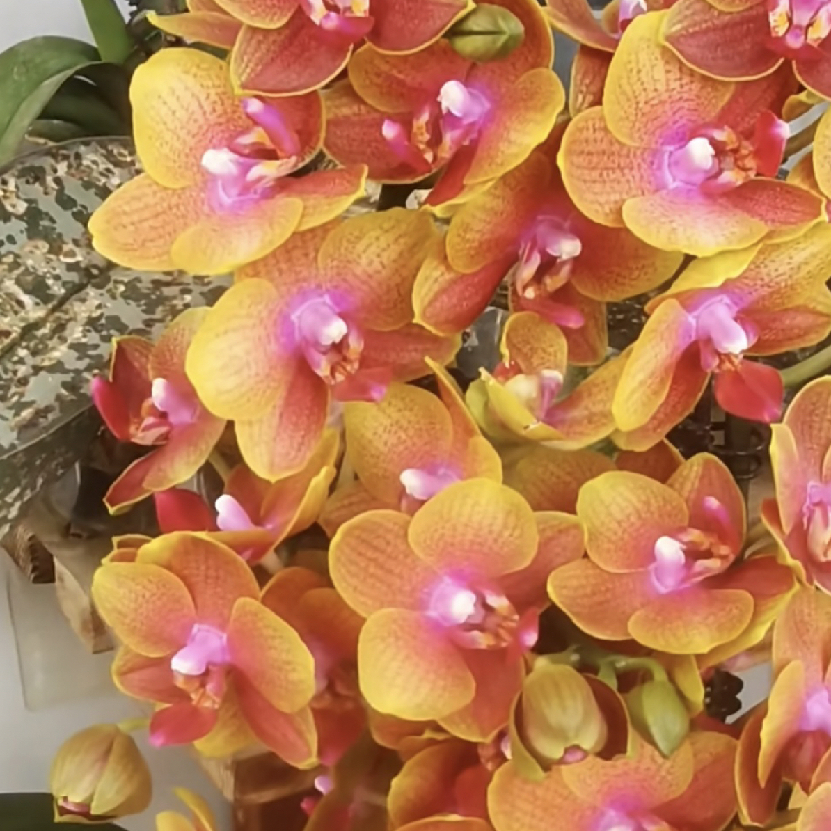 2个花剑起 浓香型【沙拉黄金】 丰花型蝴蝶兰