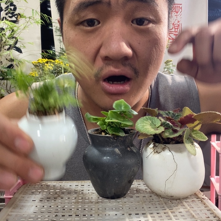 Y***g以实际为准盆景绿植花卉29