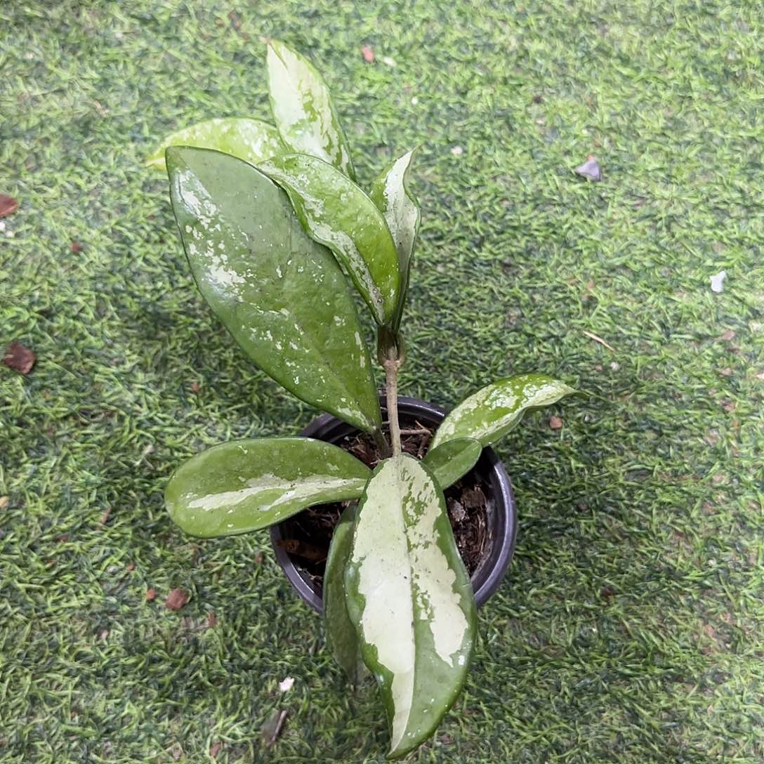 无花朵高斑074桌面款