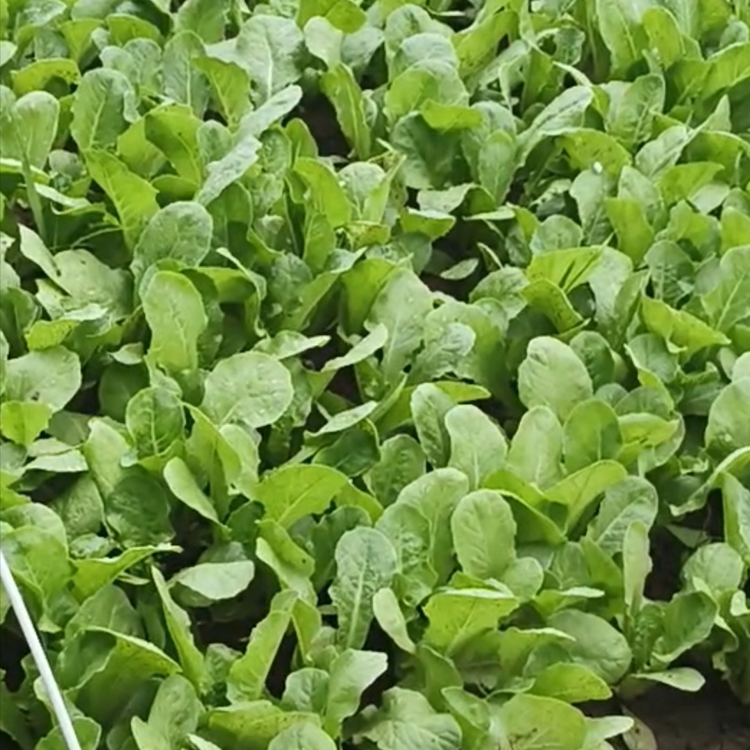 莴笋苗，春秋栽种