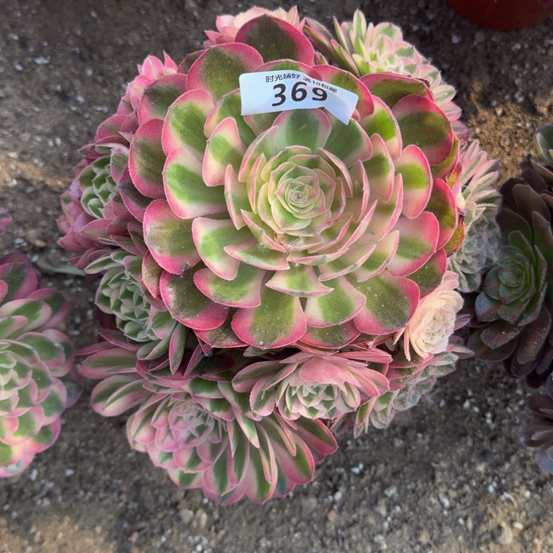 369荔枝多肉植物