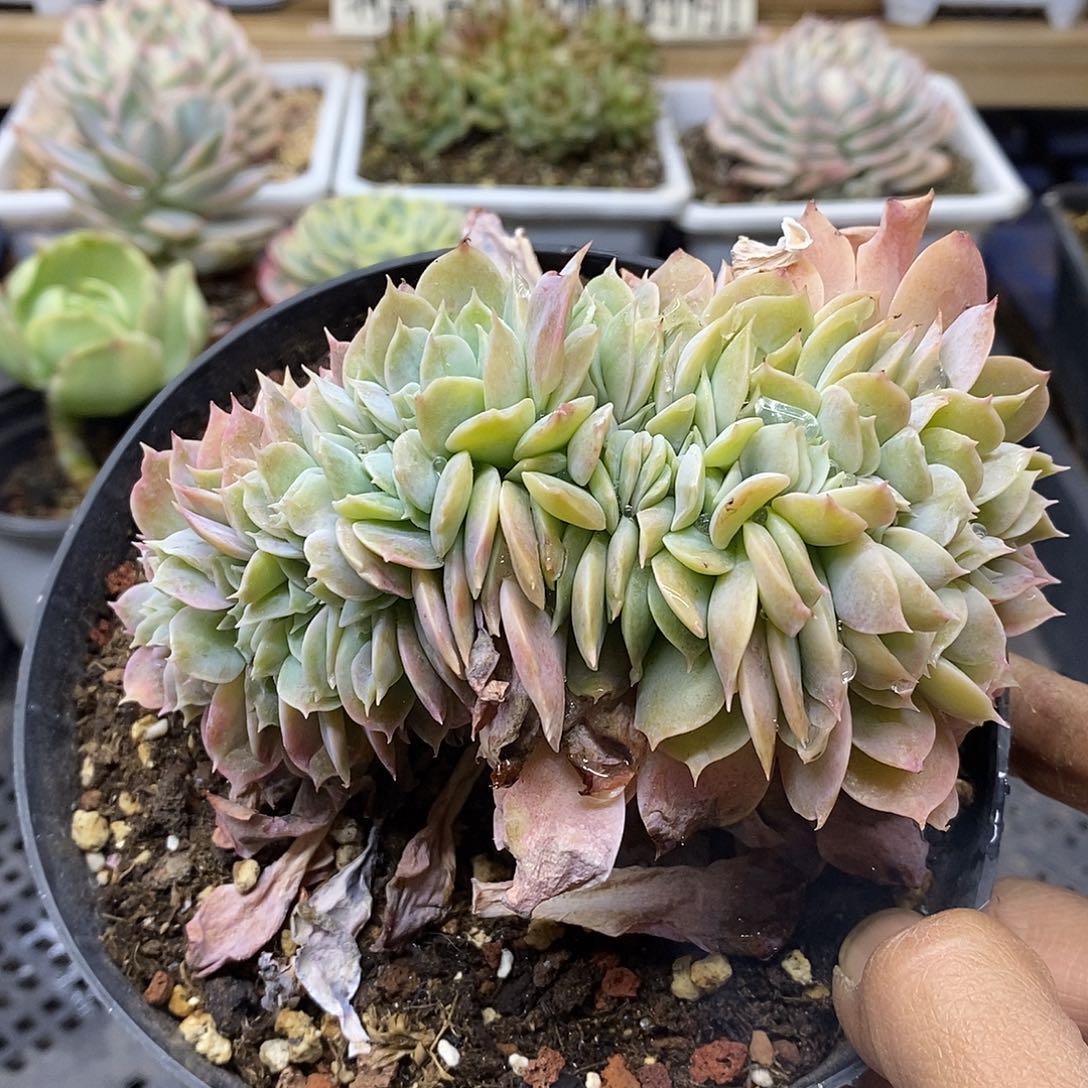 31122 大 pinky 缀 需延时发货