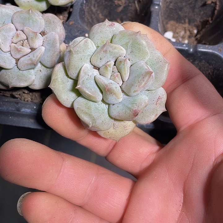 超奶2.8带土发货一个