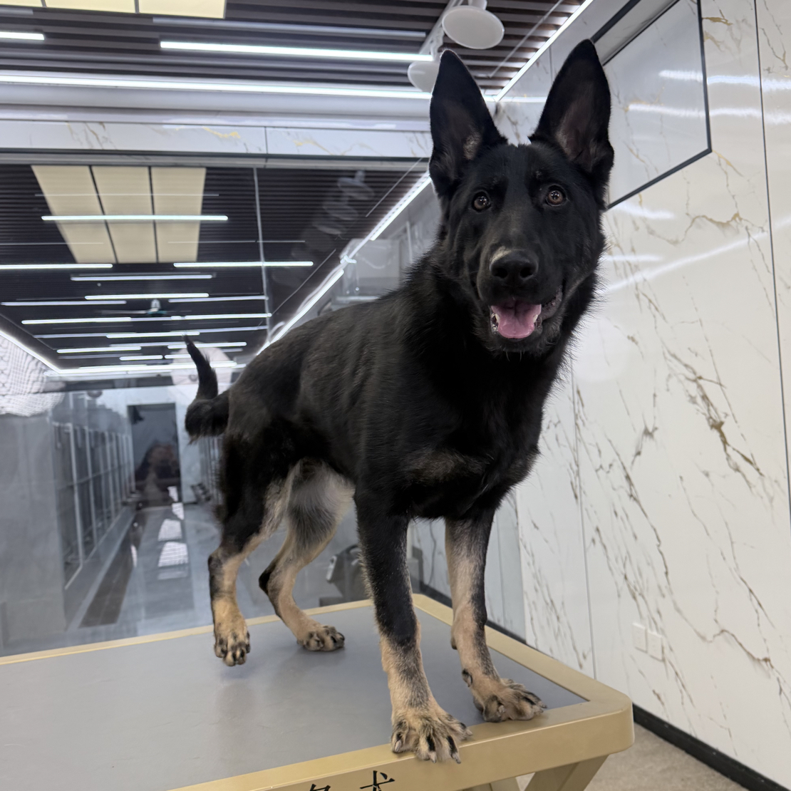 【戴斯名犬】东德牧羊犬【母】 活体 狗狗 