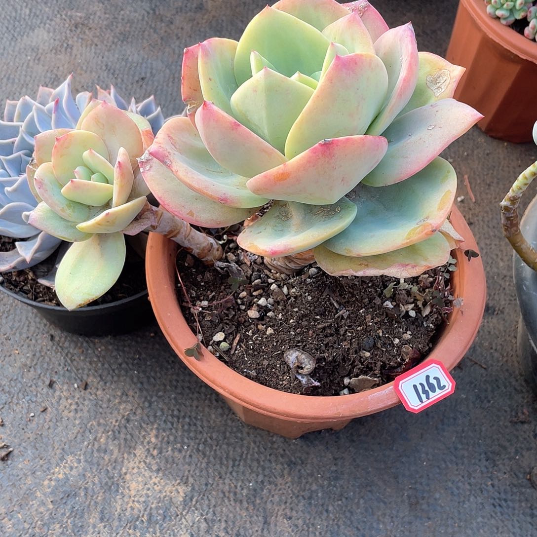 1362凤一物一拍多肉