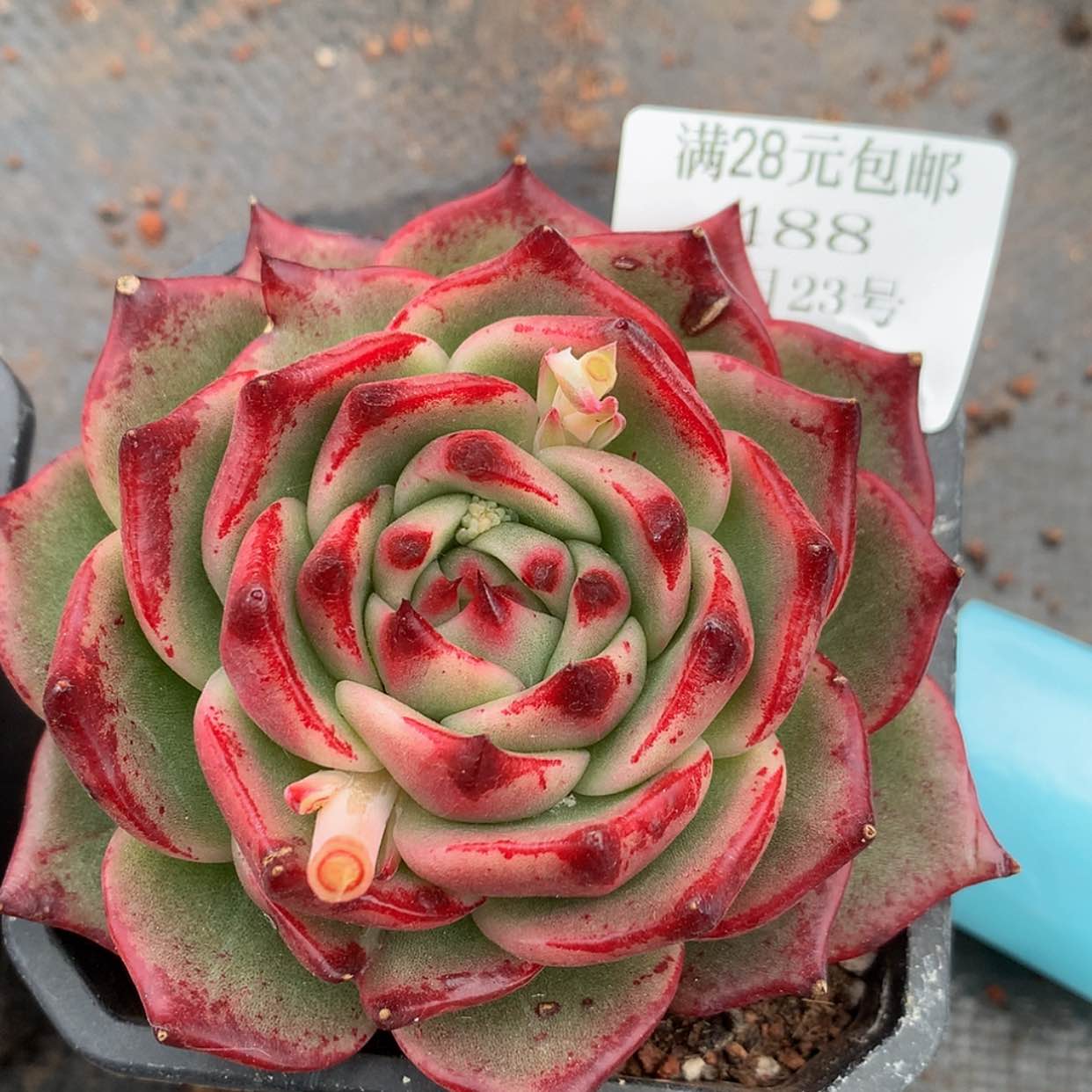 【闪购商品】云488号