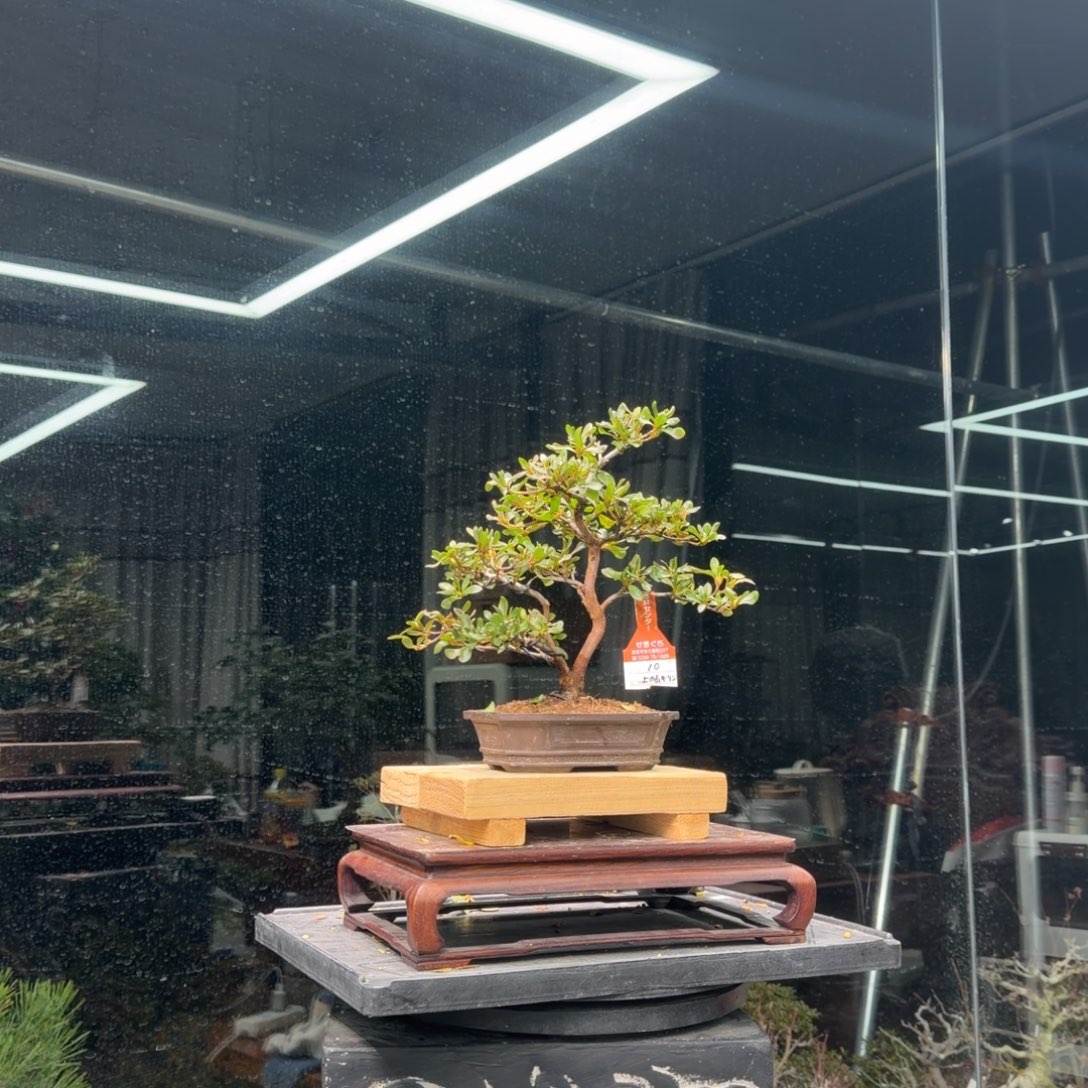 小***z无花朵花卉苗木花卉苗木