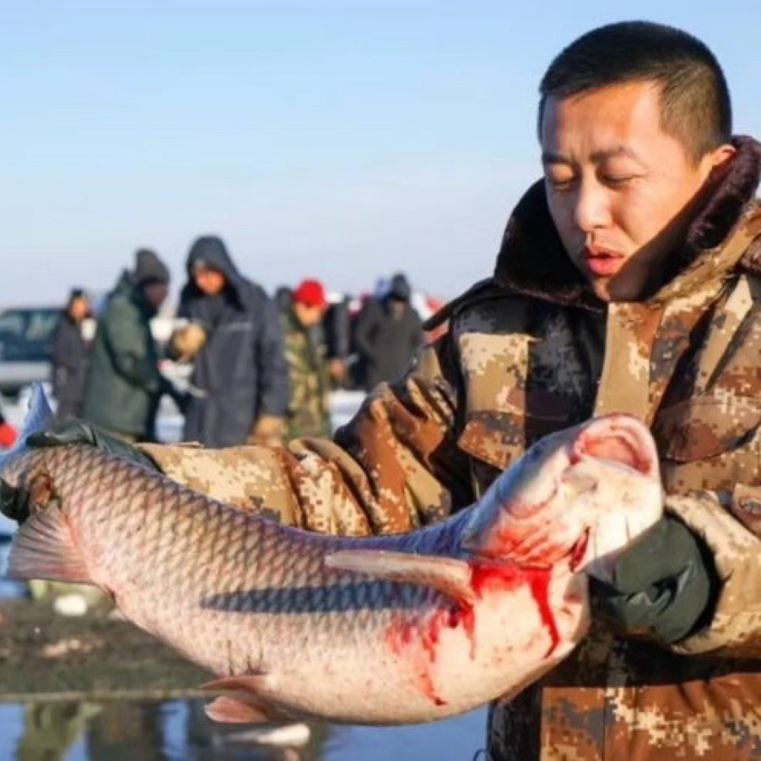 冬捕草鱼7斤-15斤