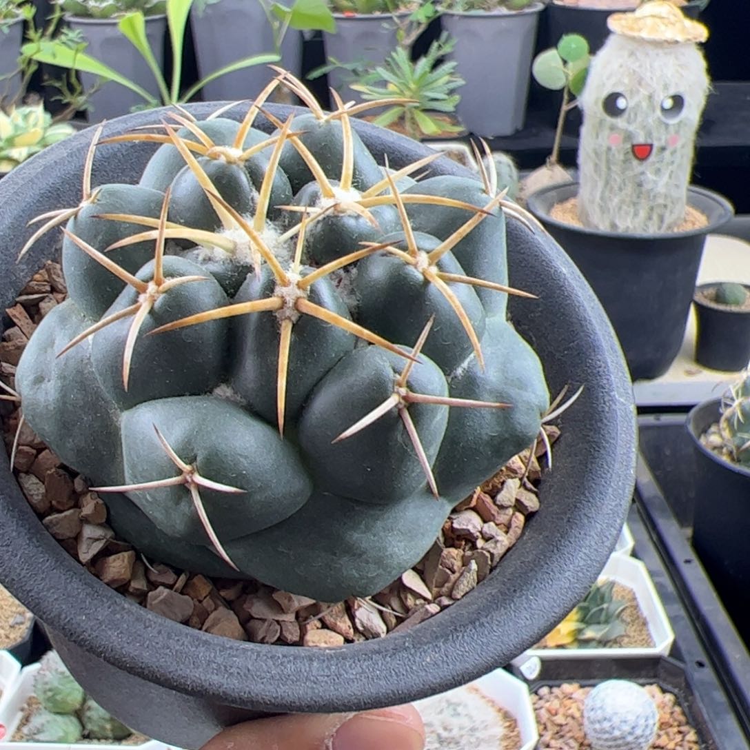 天司象牙实生6.5一物一拍默认脱土发