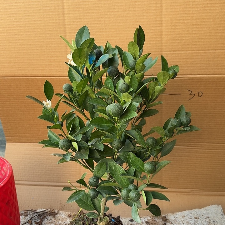 无花朵四季桔一物一拍带果22米