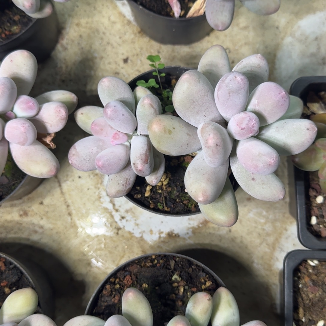 米可奶 双头 一物一拍