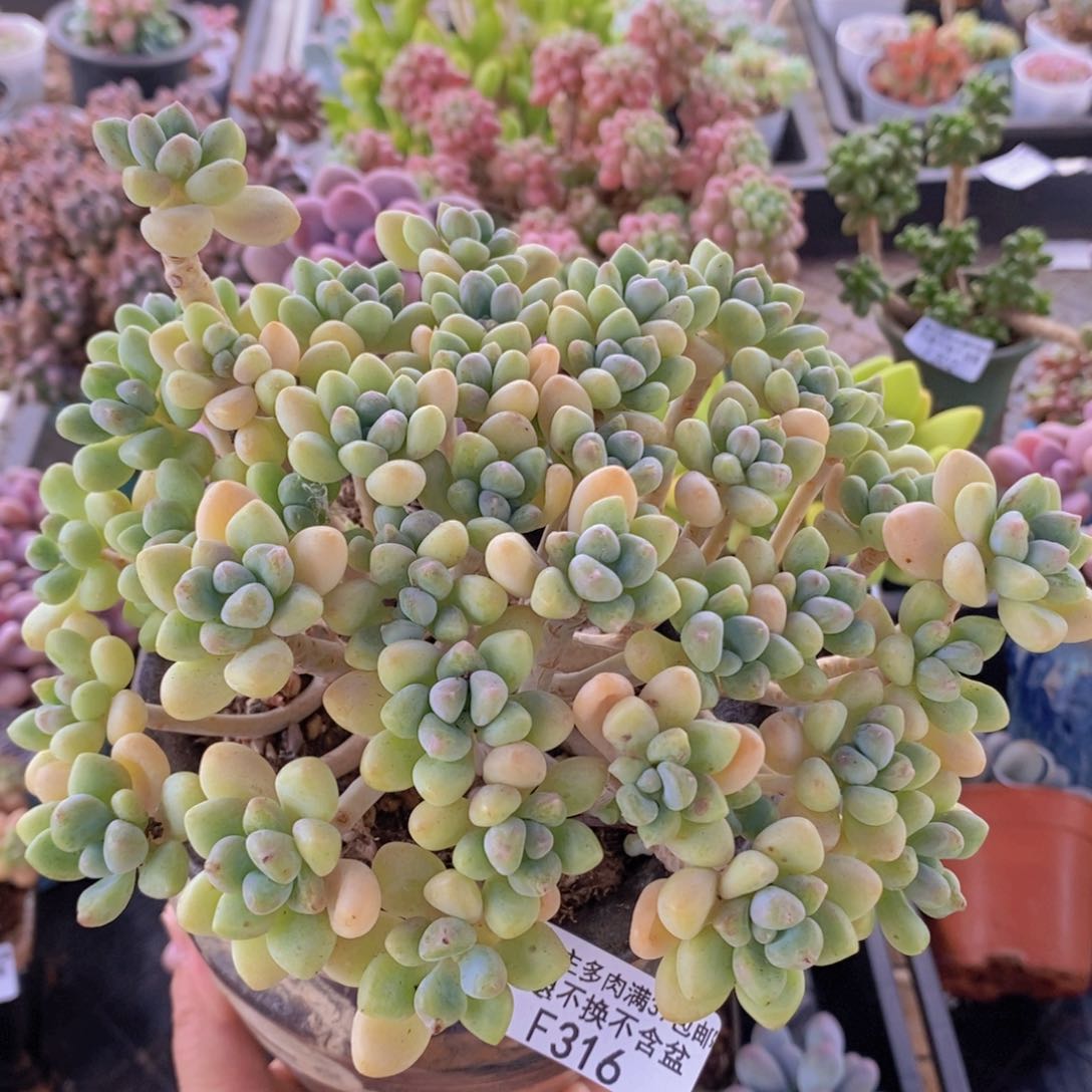 奶酪蛋糕15cm316多肉植物