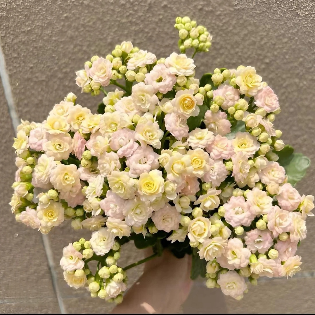 120杯【钻石/白月影】～重瓣奶油色大花