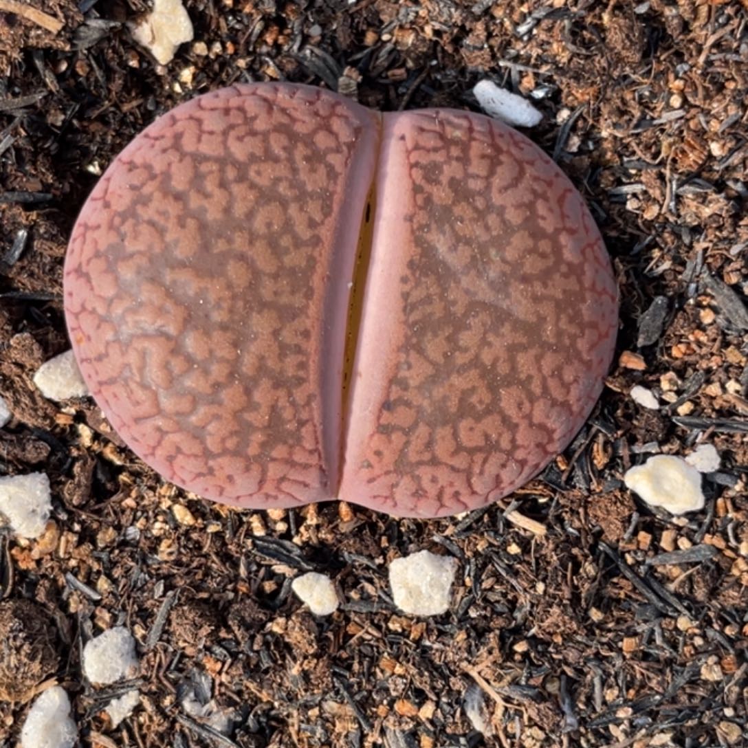 非偏远满20包邮984