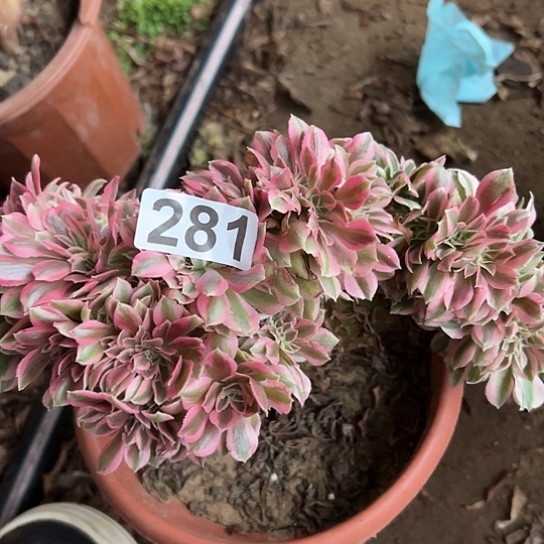 十***”多肉植物一个女巫281