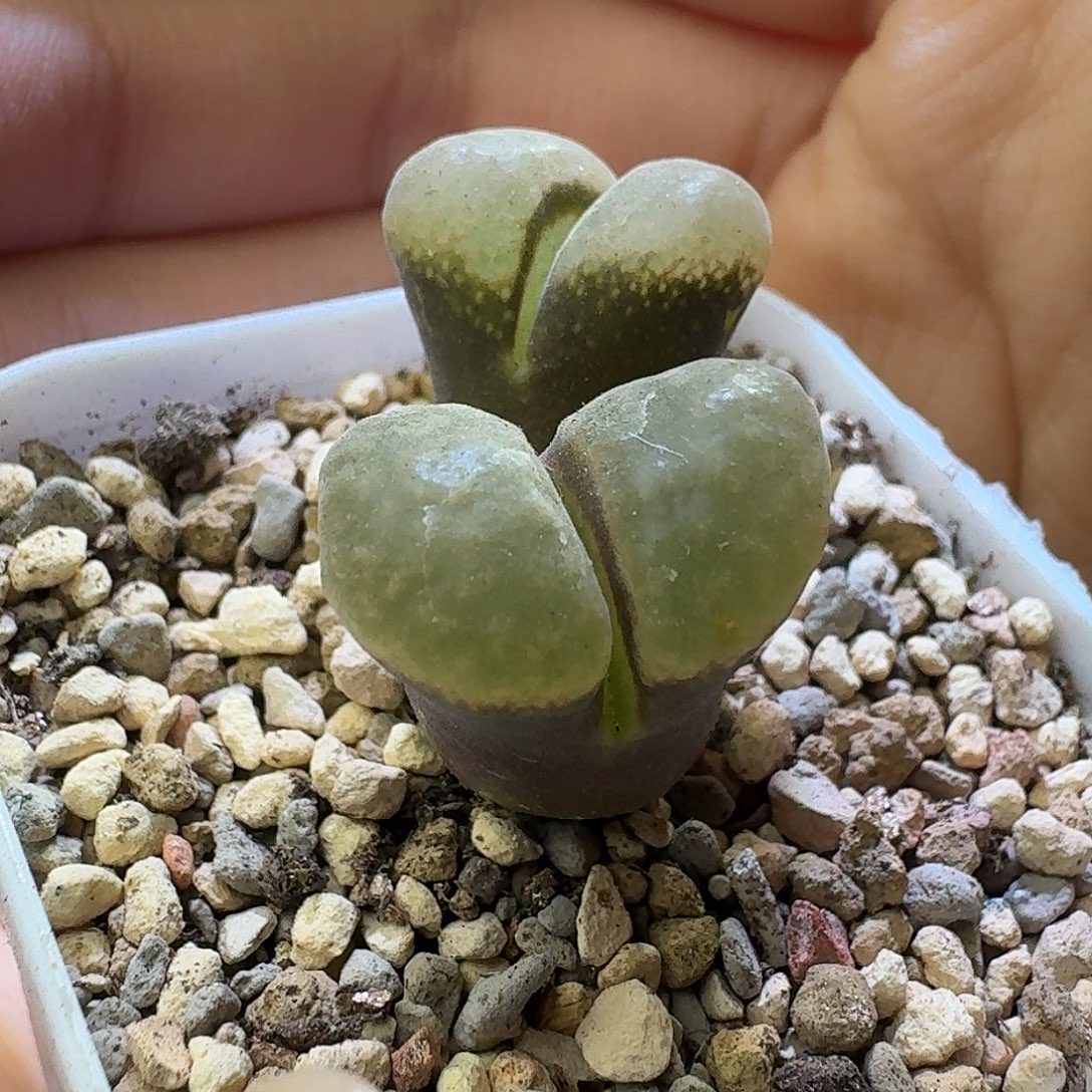 29号双头风铃一物一拍