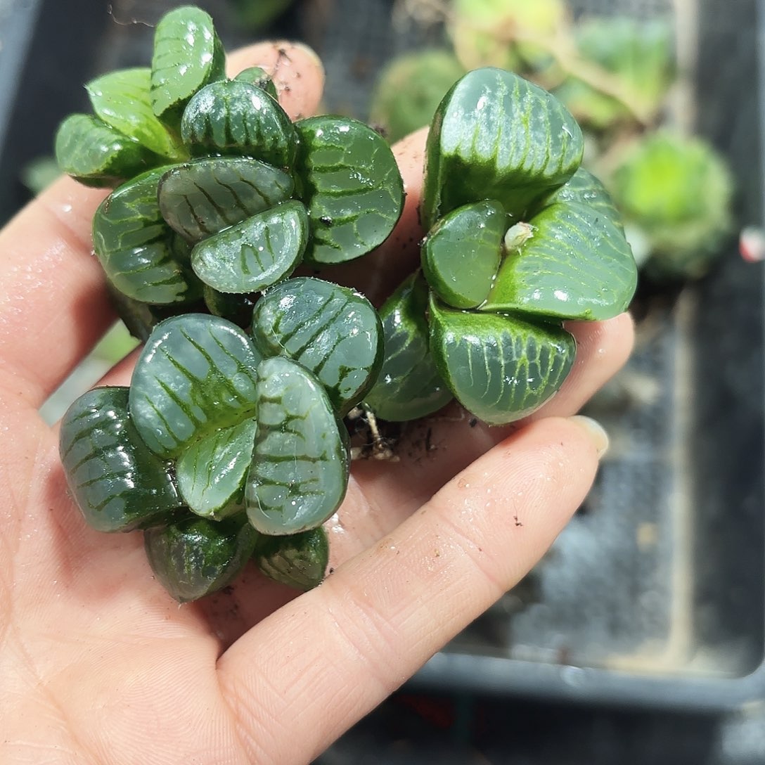 三颗裸根葡萄克多肉植物