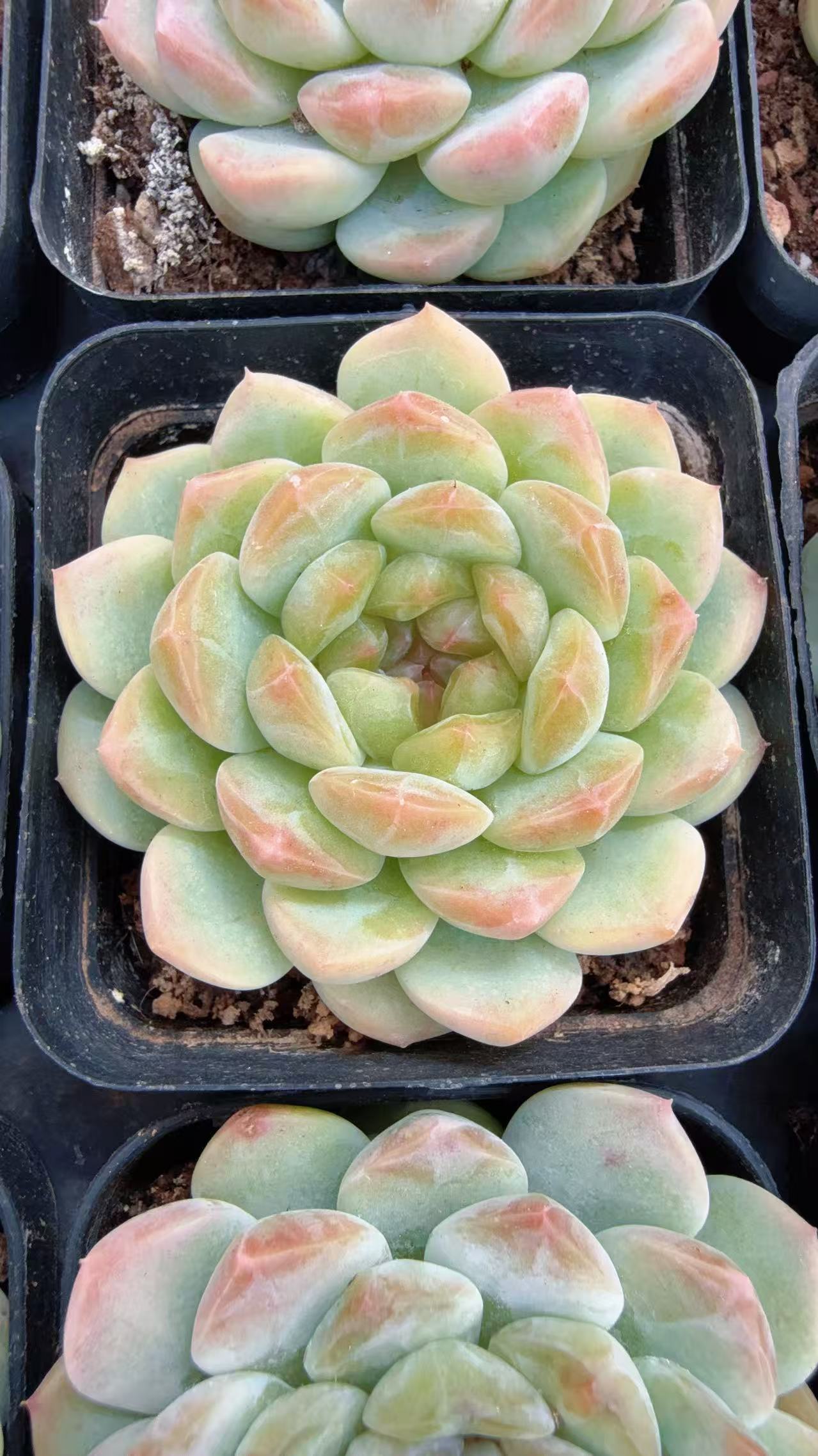 70#单头绿豆沙（3-5cm）脱土
