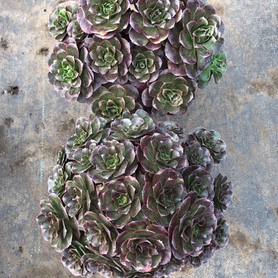 牛***）无花朵两颗法师多肉植物849号