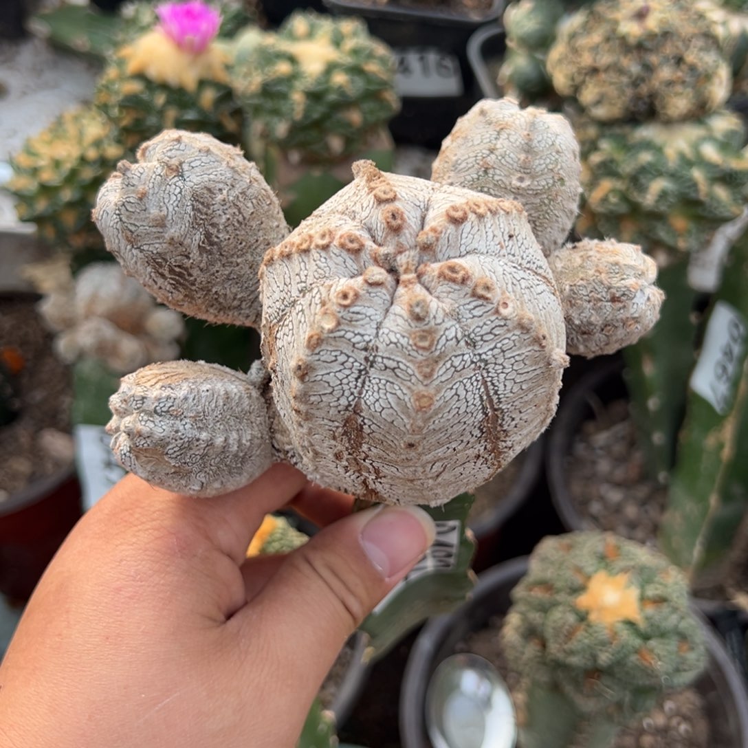 用***9恩冢v仙人球482号