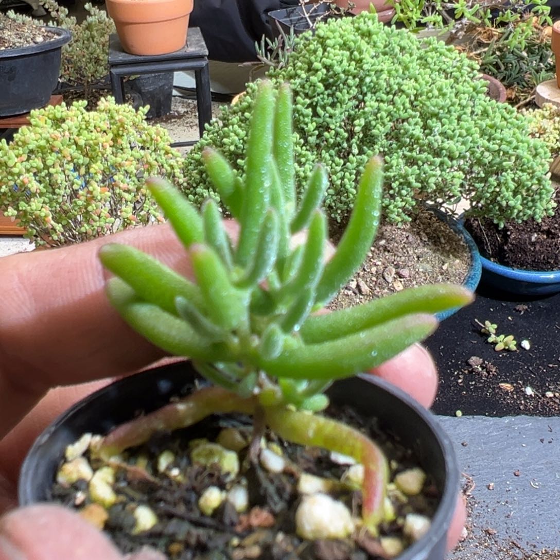 实生香蕉50杯老桩福利